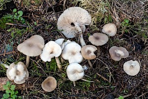 Clitocybe fragrans Fragrant Funnel