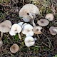 Clitocybe fragrans