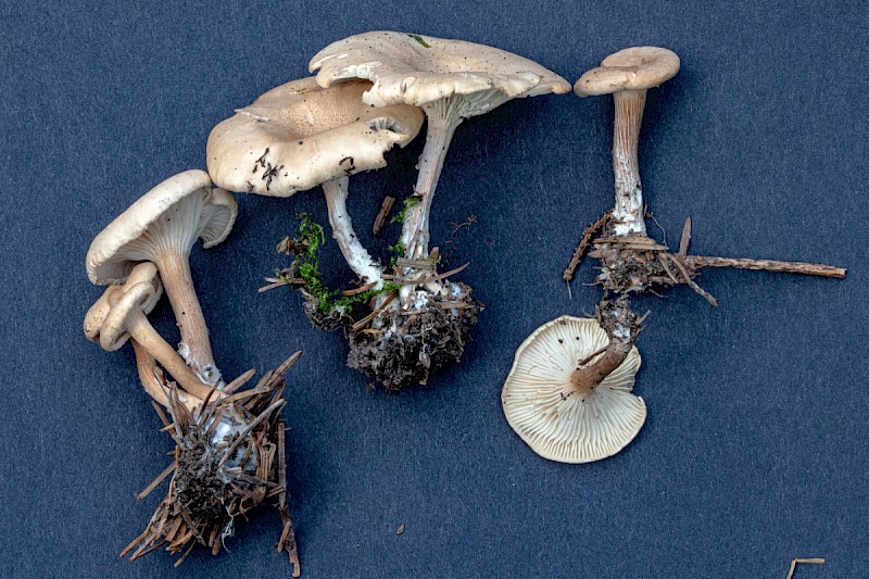 Clitocybe gibba - © Charles Hipkin