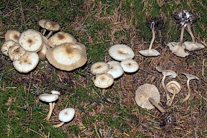 Clitocybe metachroa Twotone Funnel