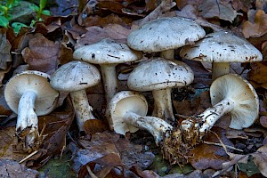 Clitocybe nebularis Clouded Funnel