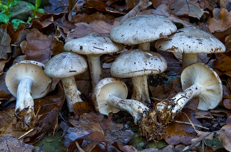 Clitocybe nebularis - © Charles Hipkin