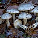 Clitocybe nebularis