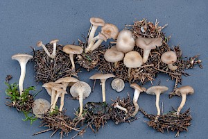 Clitocybe vibecina Mealy Funnel