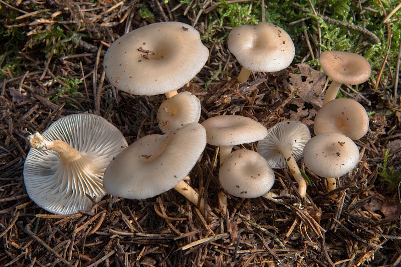 Clitocybe vibecina - © Charles Hipkin