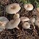 Clitocybe vibecina