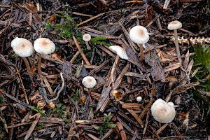 Collybia cookei Splitpea Shanklet