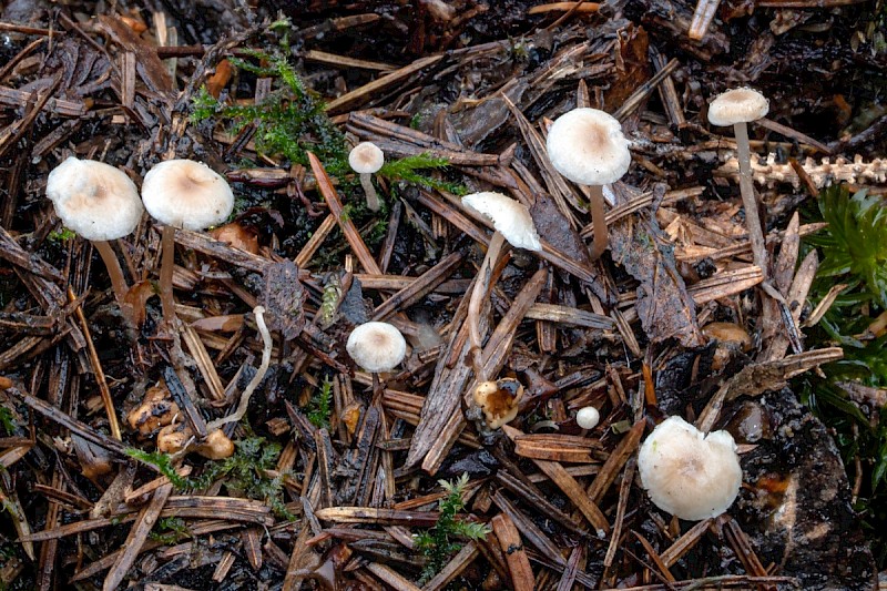 Collybia cookei - © Charles Hipkin