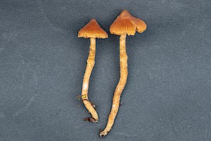 Cortinarius acutus Peaked Webcap