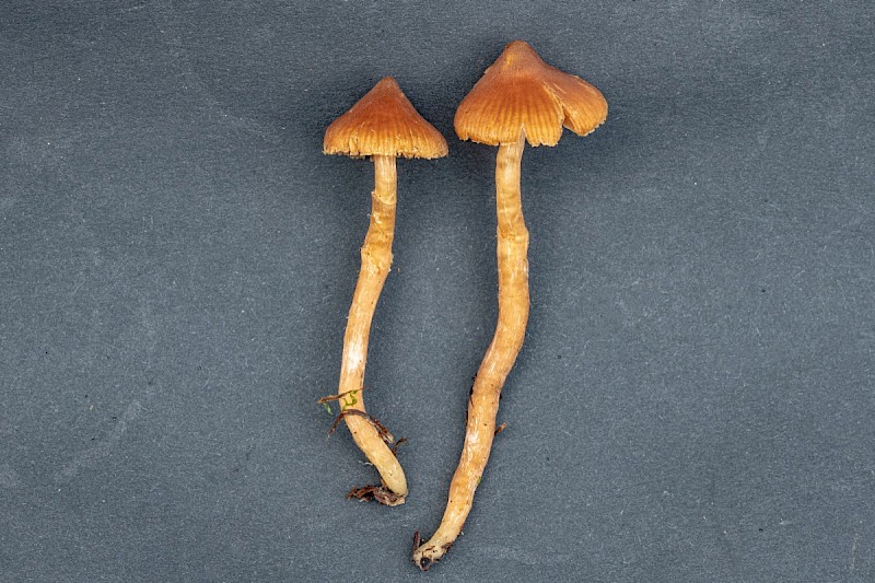 Cortinarius acutus - © Charles Hipkin