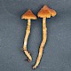 Cortinarius acutus