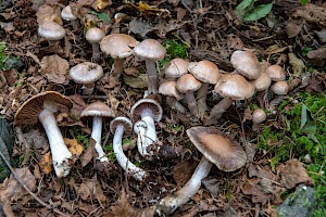 Cortinarius anomalus Variable Webcap