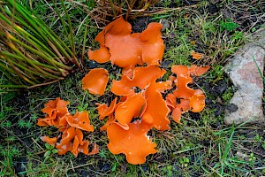 Aleuria aurantia Orange Peel Fungus