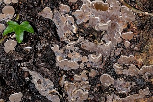 Auricularia mesenterica Tripe Fungus