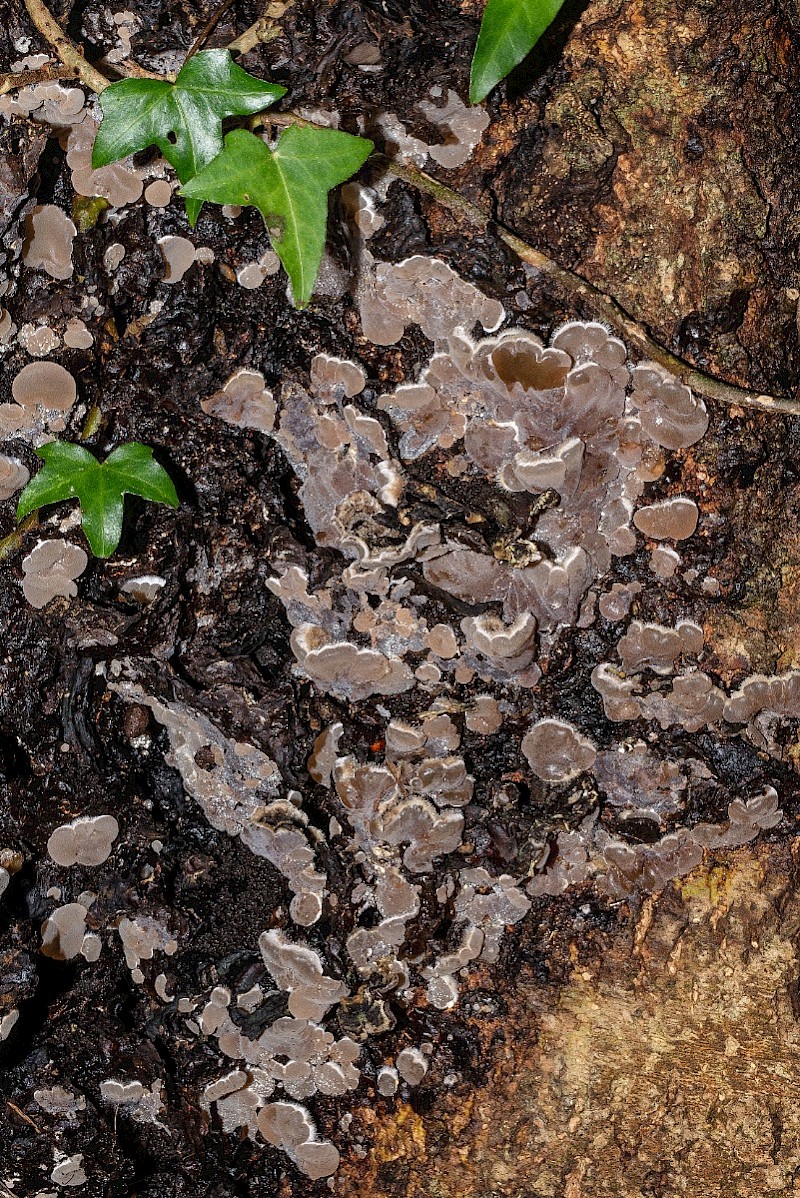 Auricularia mesenterica - © Charles Hipkin