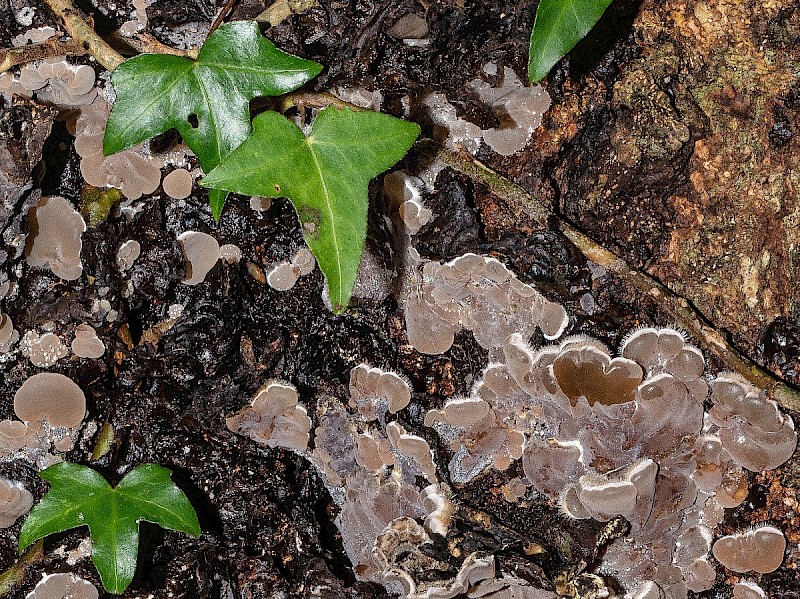 Auricularia mesenterica - © Charles Hipkin