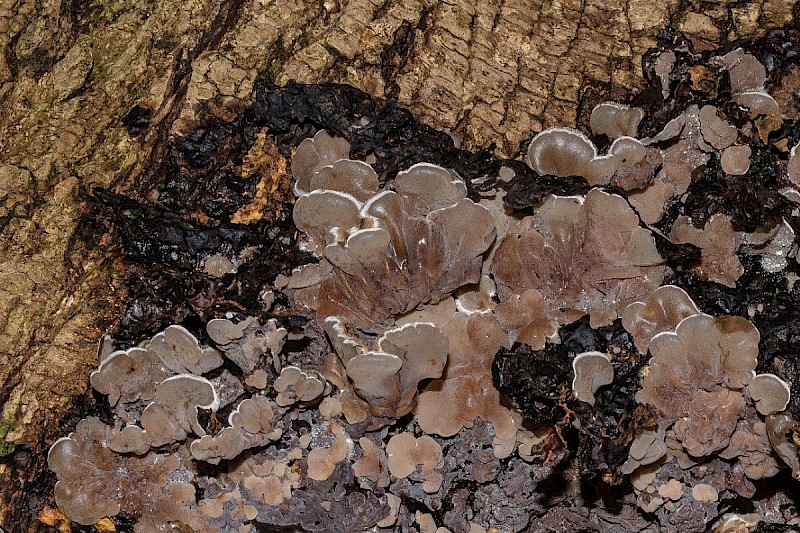 Auricularia mesenterica - © Charles Hipkin