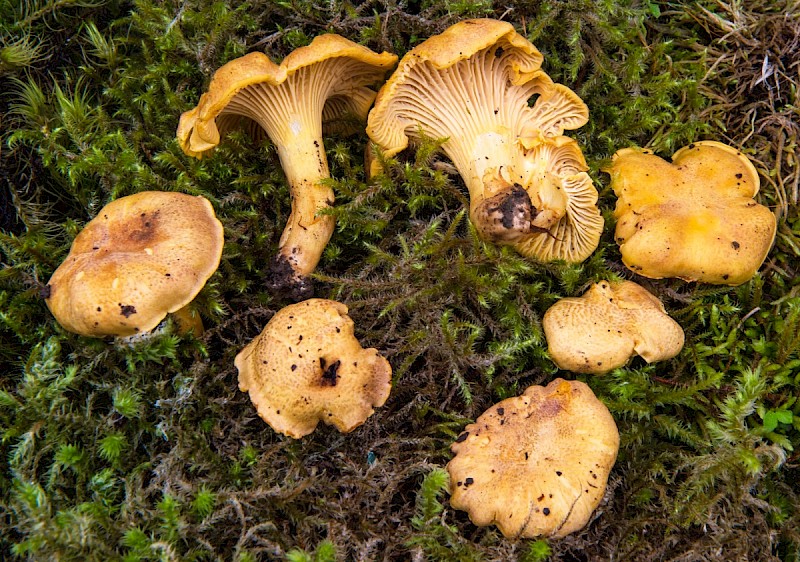 Cantharellus cibarius - © Charles Hipkin