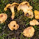 Cantharellus cibarius