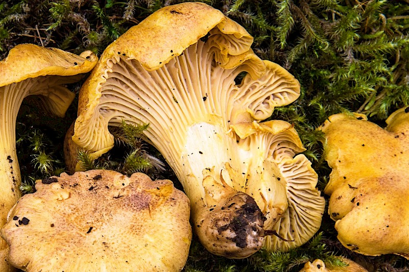 Cantharellus cibarius - © Charles Hipkin