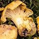 Cantharellus cibarius