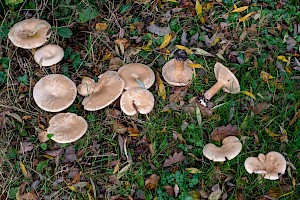 Clitocybe geotropa Trooping Funnel