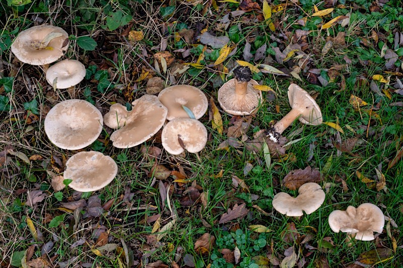 Clitocybe geotropa - © Charles Hipkin