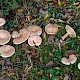 Clitocybe geotropa