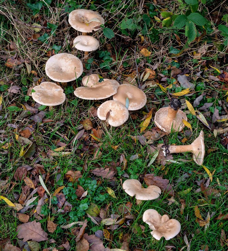 Clitocybe geotropa - © Charles Hipkin