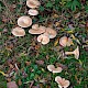 Clitocybe geotropa