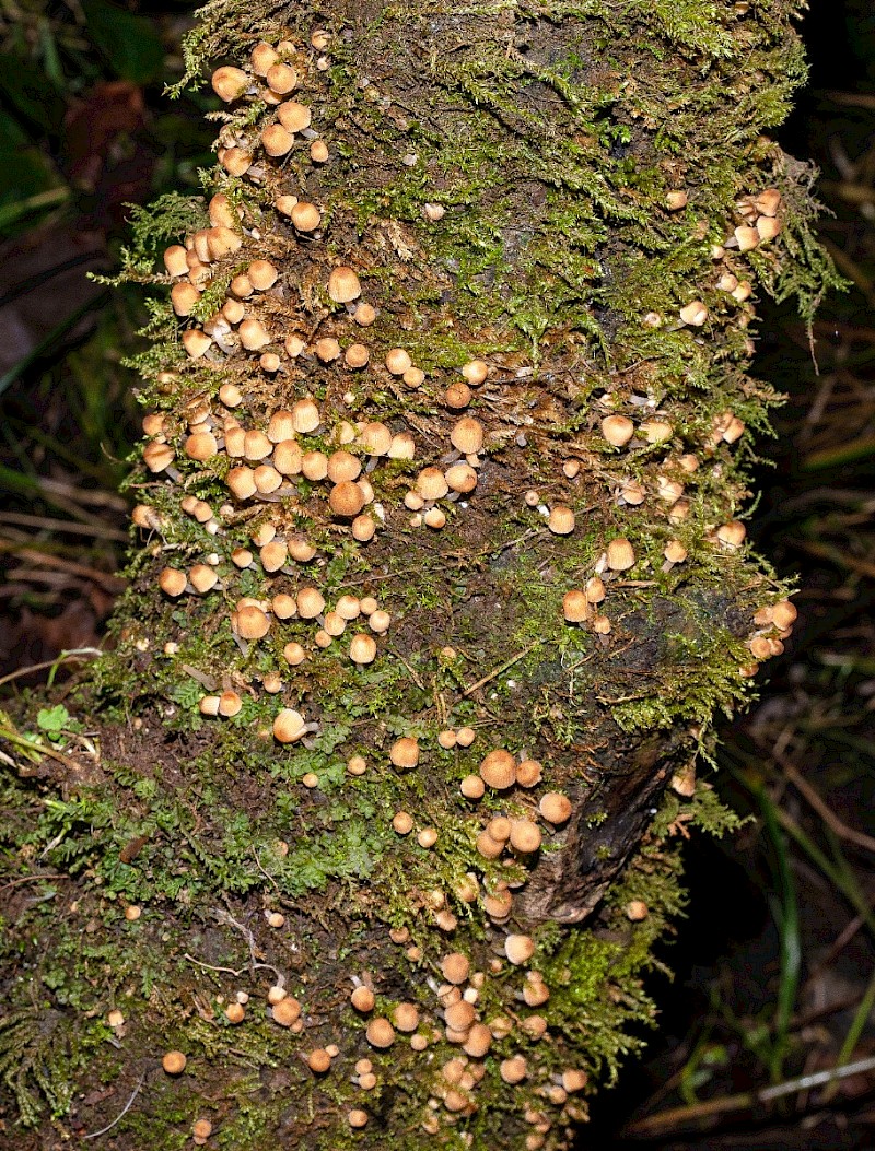 Coprinellus disseminatus - © Charles Hipkin