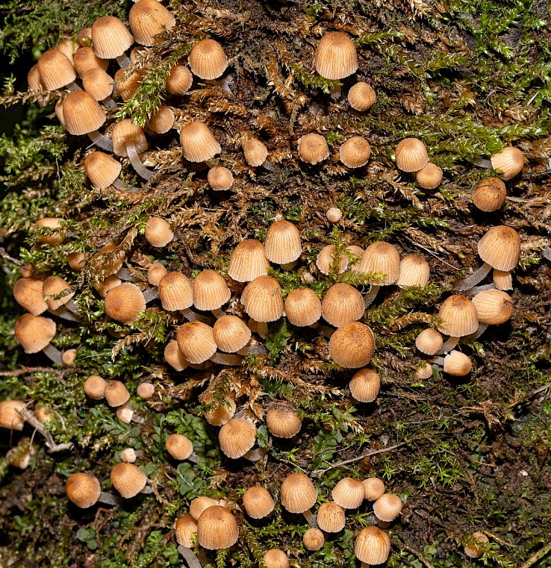 Coprinellus disseminatus - © Charles Hipkin