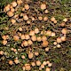 Coprinellus disseminatus