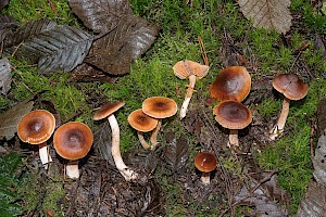 Cortinarius vibratilis 