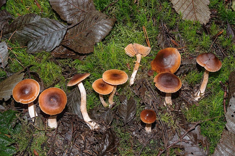 Cortinarius vibratilis - © Charles Hipkin