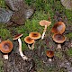 Cortinarius vibratilis