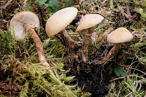 Cystoderma amianthinum Earthy Powdercap