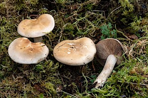 Hebeloma crustuliniforme Poisonpie