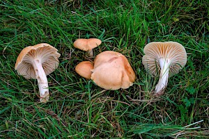 Hygrocybe pratensis 