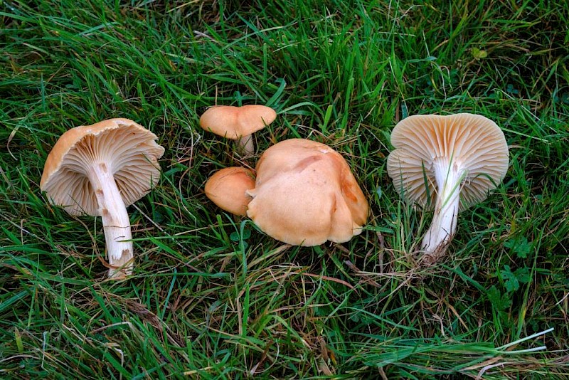 Hygrocybe pratensis - © Charles Hipkin