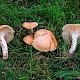 Hygrocybe pratensis