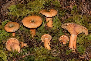 Lactarius deterrimus False Saffron Milkcap