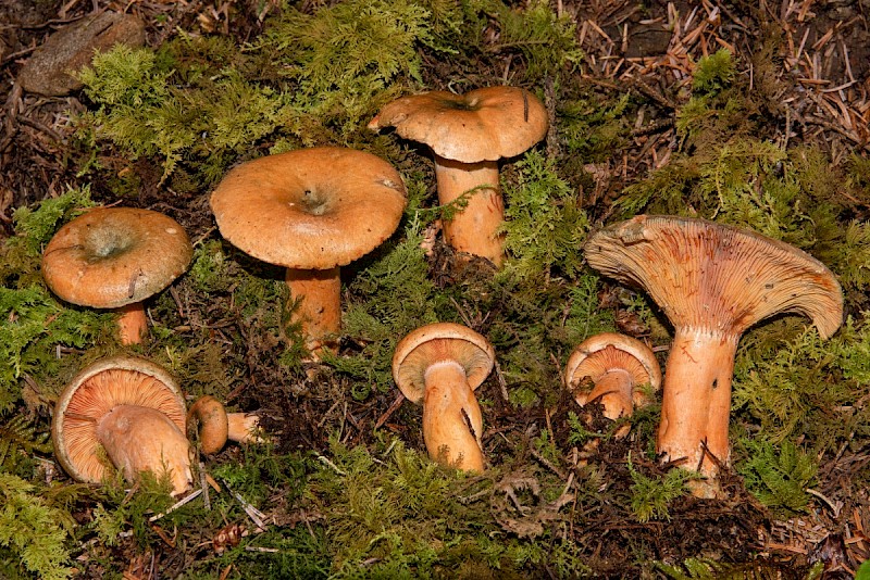 Lactarius deterrimus - © Charles Hipkin