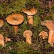 Lactarius deterrimus