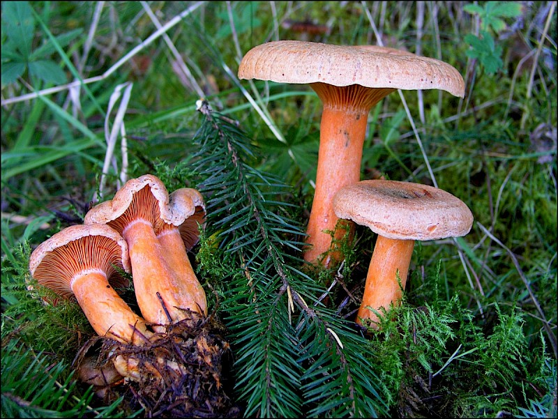 Lactarius deterrimus - © Charles Hipkin