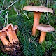 Lactarius deterrimus