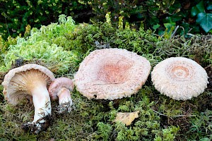 Lactarius torminosus Woolly Milkcap