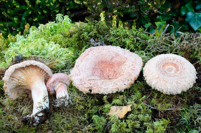 Lactarius torminosus - © Charles Hipkin