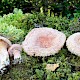 Lactarius torminosus