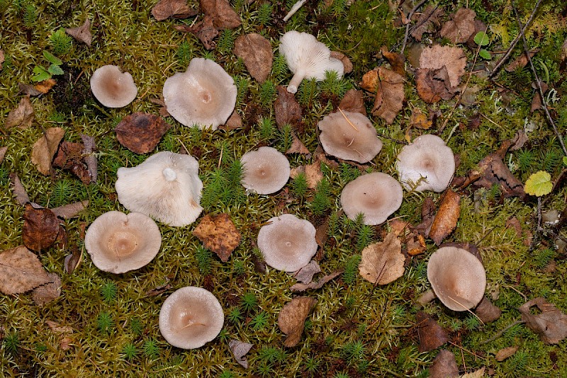 Lactarius vietus - © Charles Hipkin